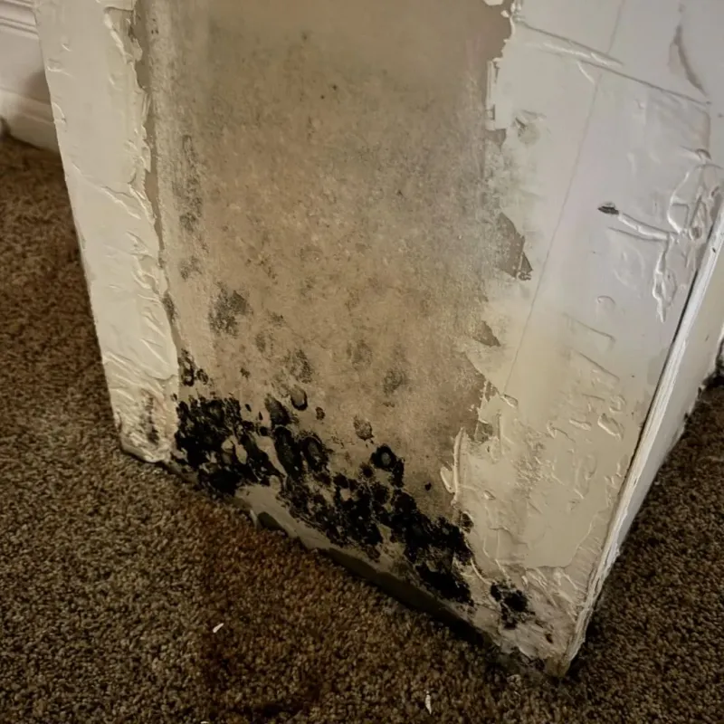 Professional Mold Removal in North Berwick, ME